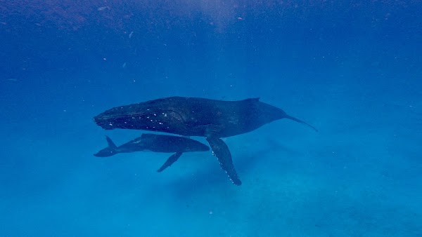 Tahi Tonga 1