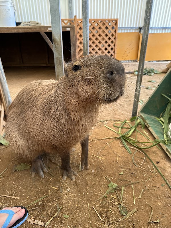 Hirano Animal Terrace 4