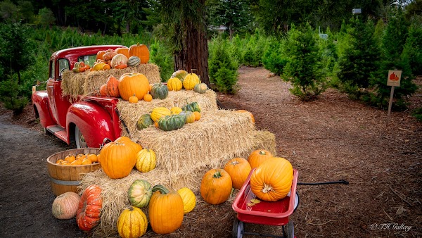 Patchen Tree Farm and Pumpkin Patch 4