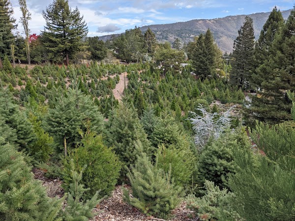 Patchen Tree Farm and Pumpkin Patch 2