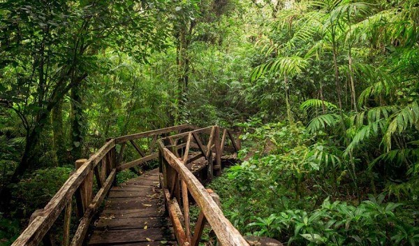 Mombacho Volcano Nature Reserve 5