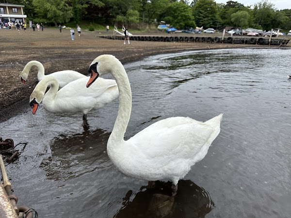 Lake Yamanakako Pleasure Boat "Swan Lake" 5
