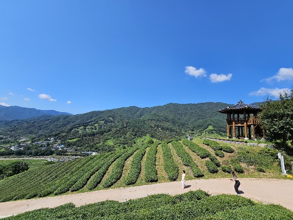 Jeonggeum Tea Field