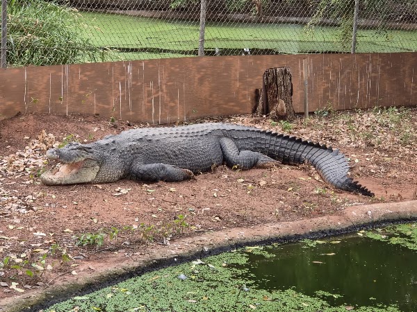 Malcolm Douglas Crocodile Park 5