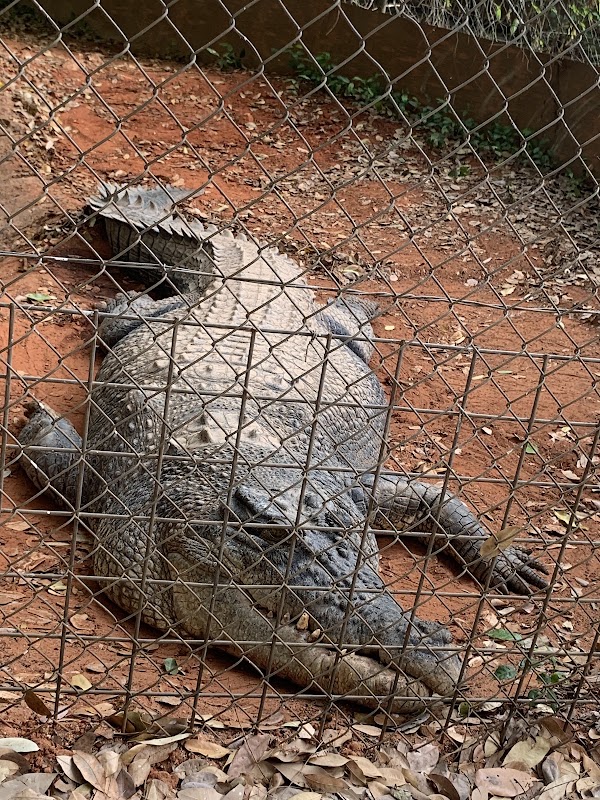 Malcolm Douglas Crocodile Park 4