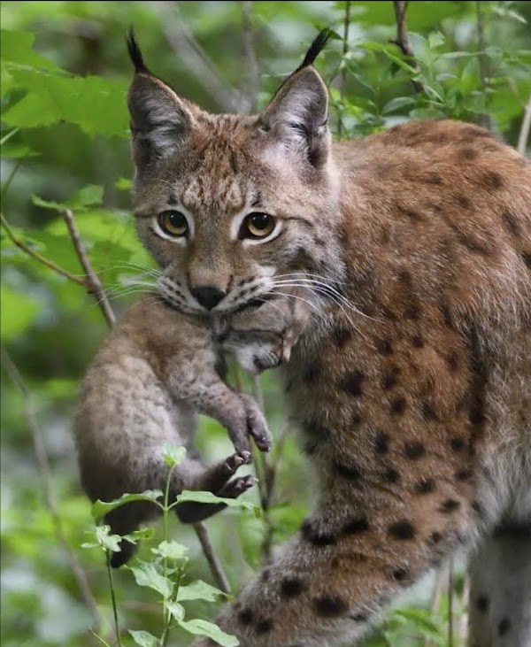 Der Wilde Berg Mautern - Wild Park 1