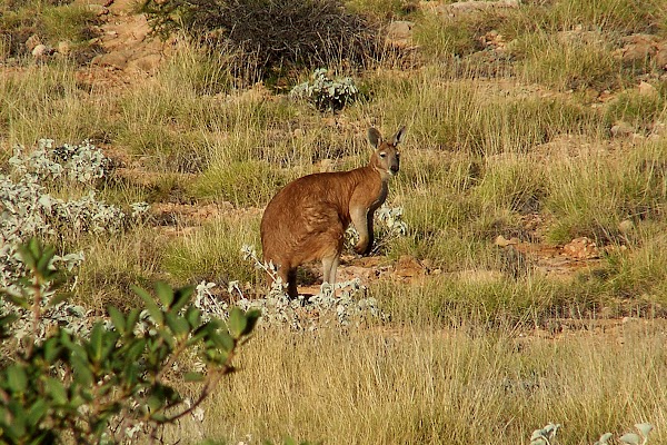 Cape Range National Park 4