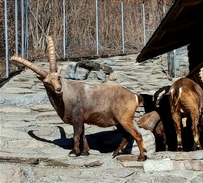 Wild Park