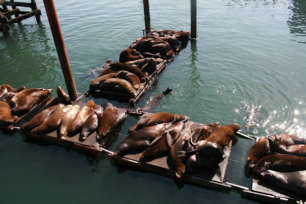 Newport Sea Lion Docks