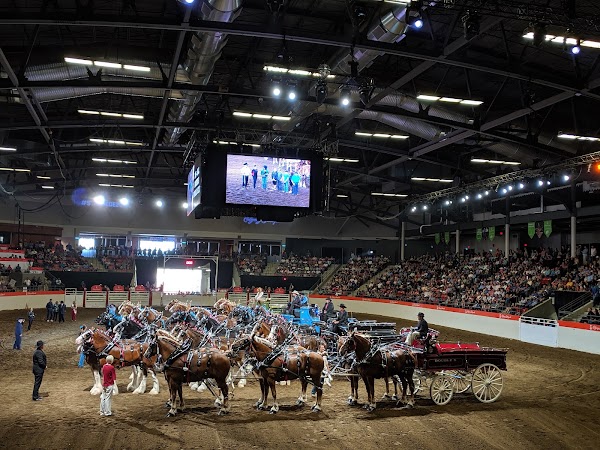 Calgary Stampede 2