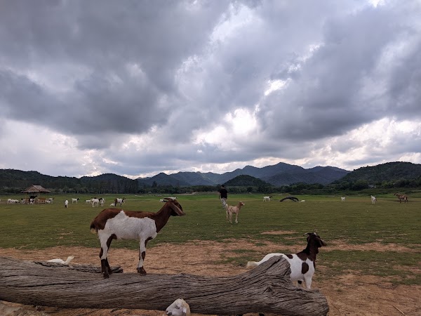 Goat Farm