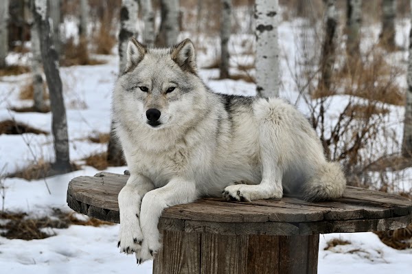 Yamnuska Wolfdog Sanctuary