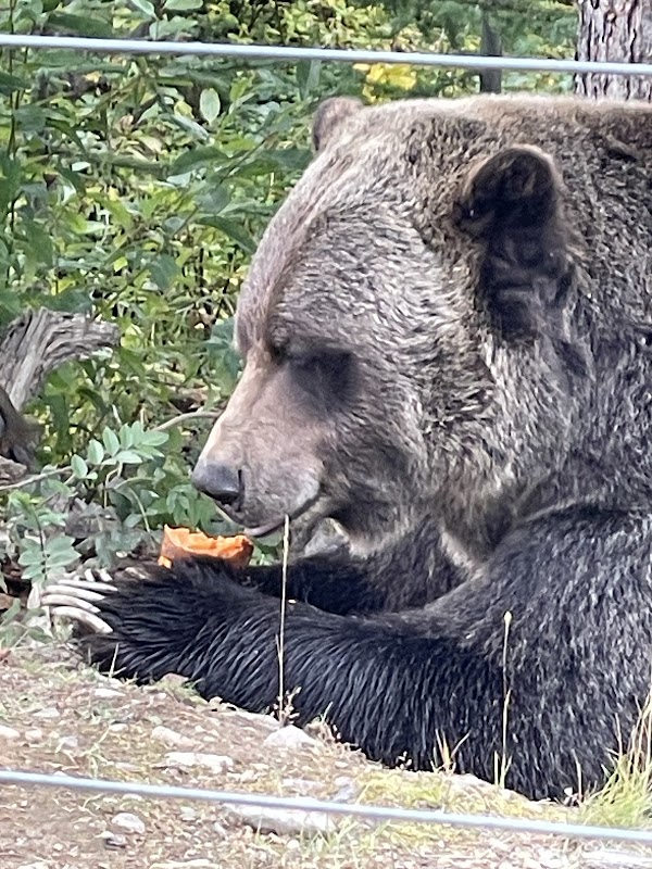 Grizzly Bear Interpretive Centre