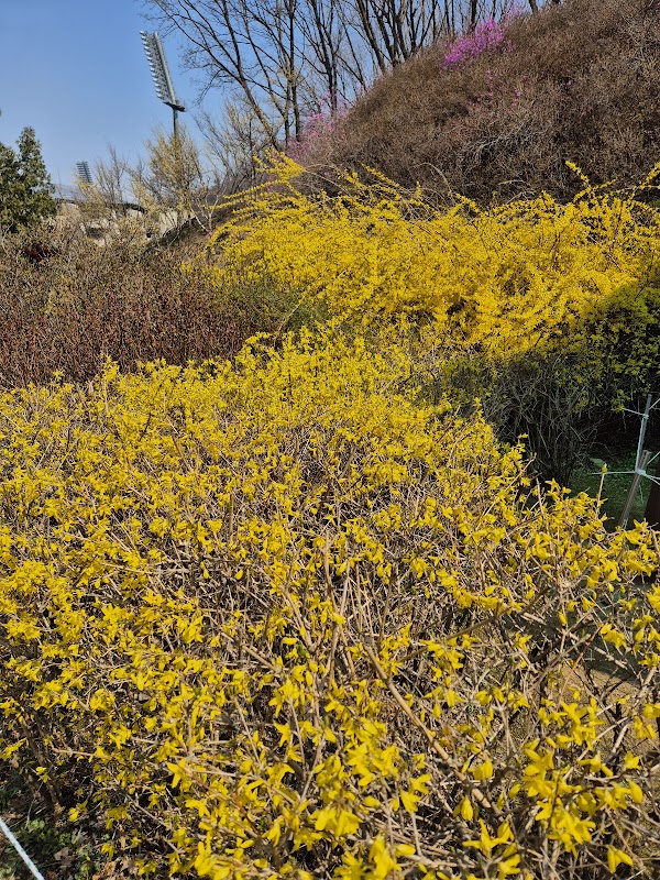 Jindallae Dongsan (Azalea Hill) 4
