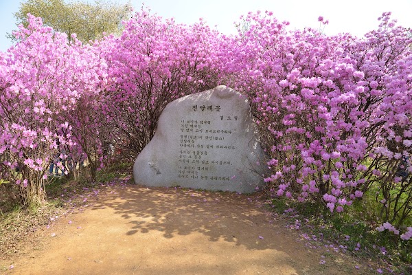Jindallae Dongsan (Azalea Hill) 3
