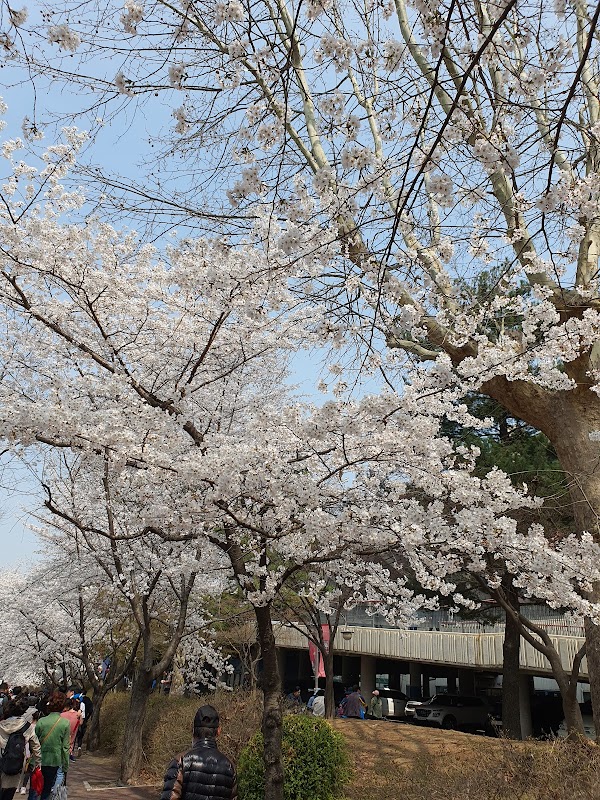Jindallae Dongsan (Azalea Hill) 2