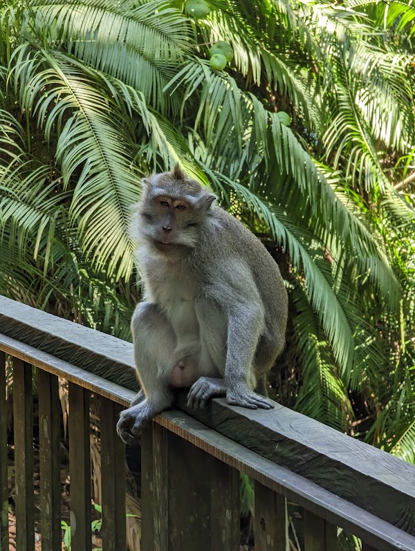 Sacred Monkey Forest Sanctuary 4