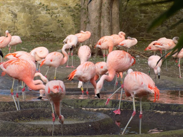 Edinburgh Zoo 5