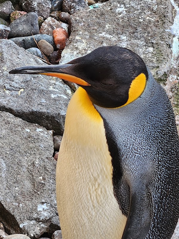 Edinburgh Zoo 4