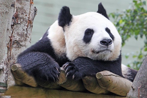 Edinburgh Zoo 3