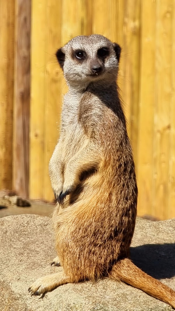 Edinburgh Zoo 2