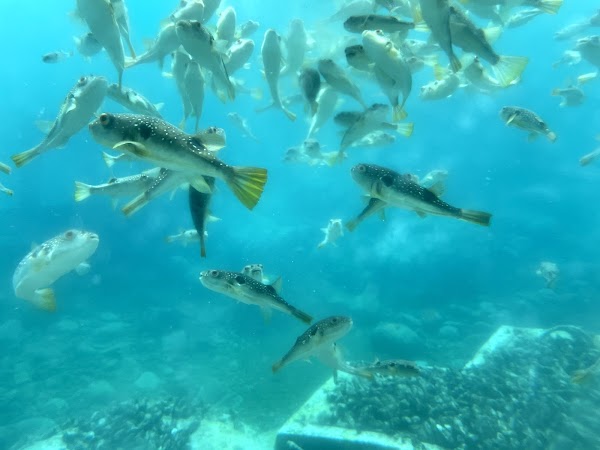 Cheonbu Underwater Observatory 5