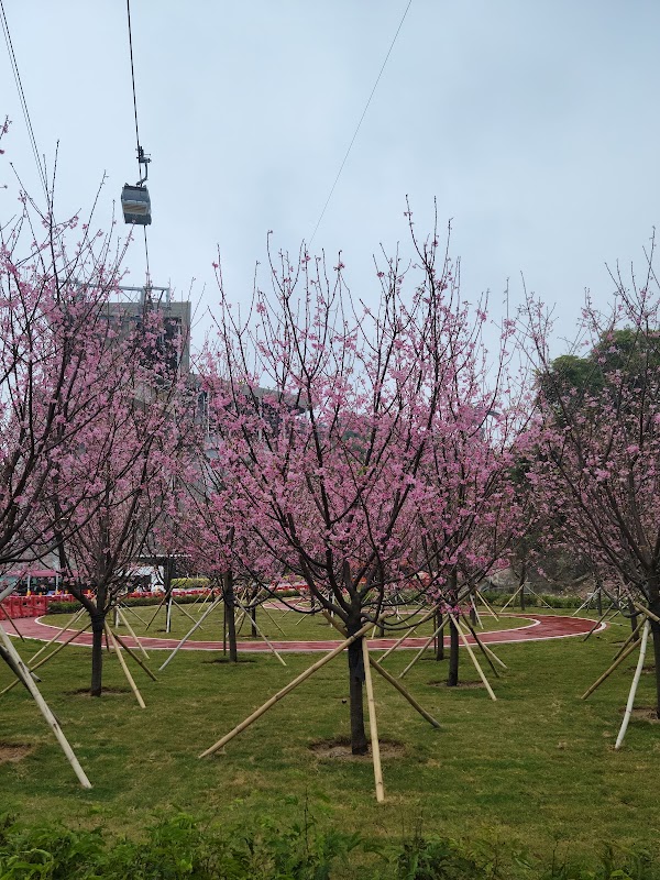 HKIA Cherry Blossom Garden 1