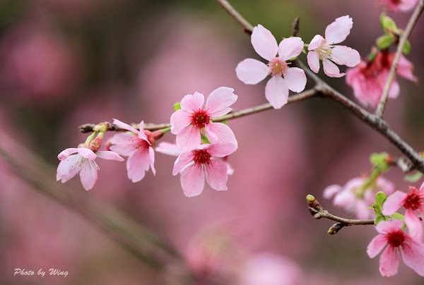 HKIA Cherry Blossom Garden 5