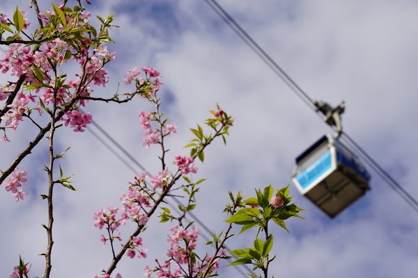 HKIA Cherry Blossom Garden 2