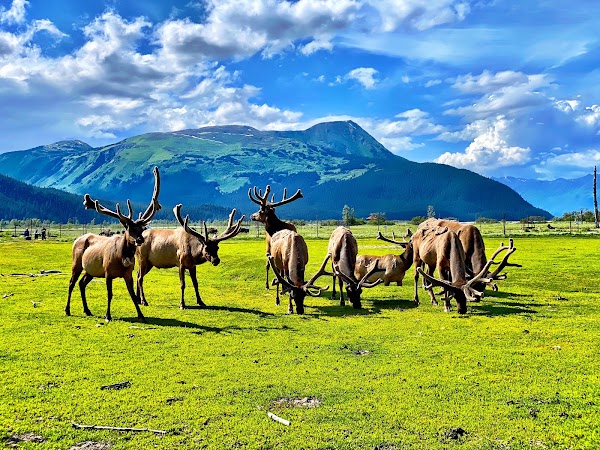 Alaska Wildlife Conservation Center 5