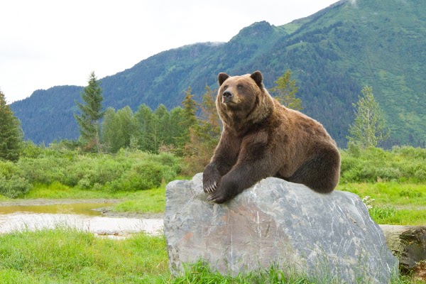 Alaska Wildlife Conservation Center 4