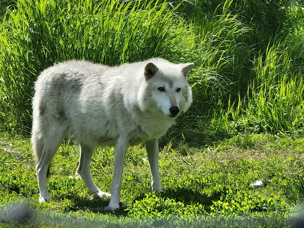Alaska Wildlife Conservation Center 2