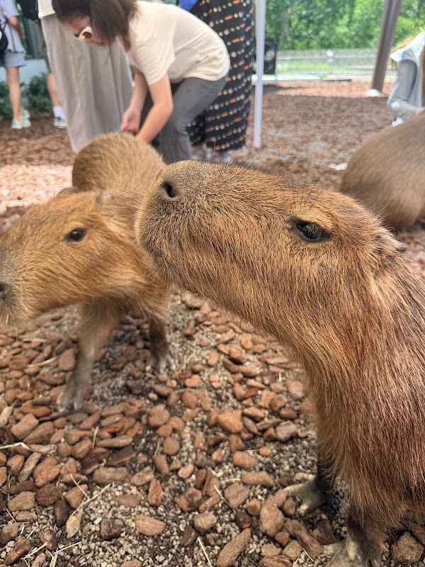 野森動物學校 3
