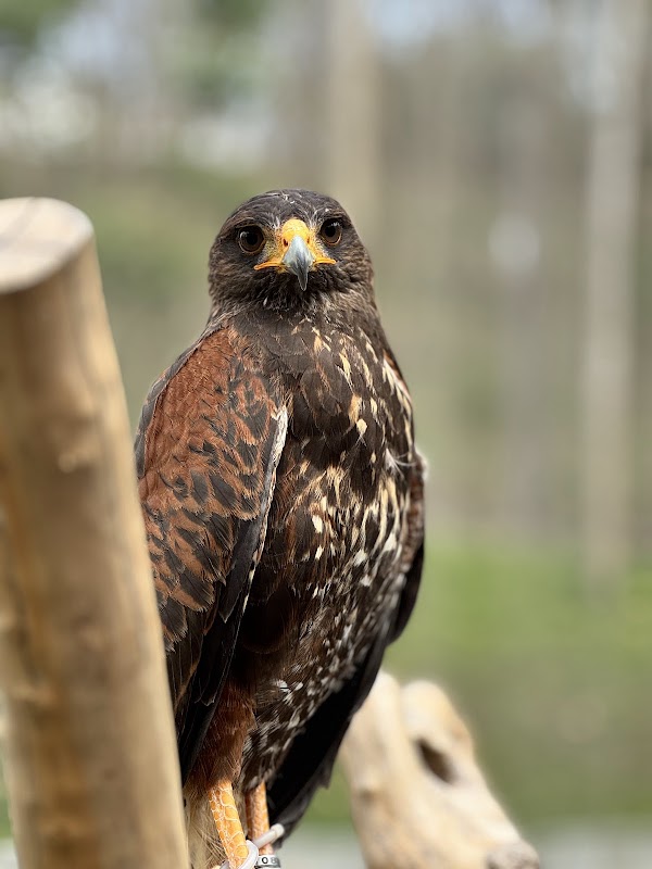 野森動物學校 2