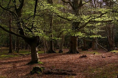 New Forest National Park 1