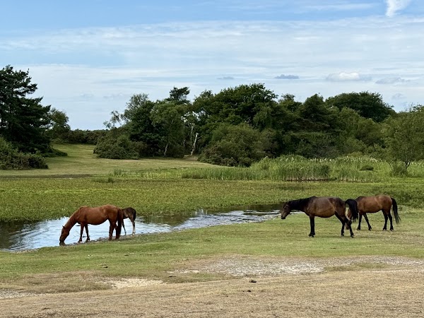 New Forest National Park 5