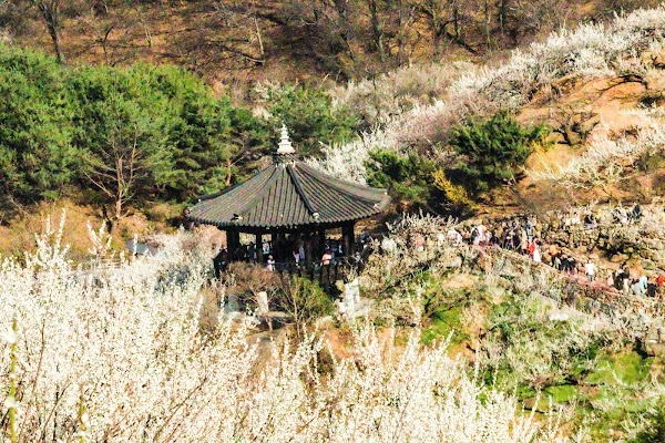 Gwangyang Maehwa Village 1