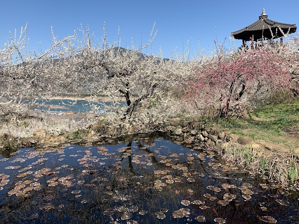 Gwangyang Maehwa Village 4