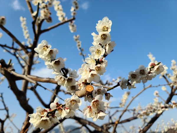 Gwangyang Maehwa Village 3