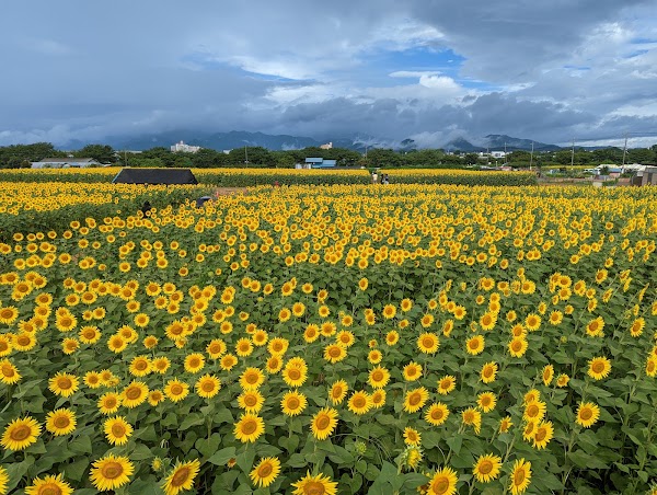Zama Sunflower Field