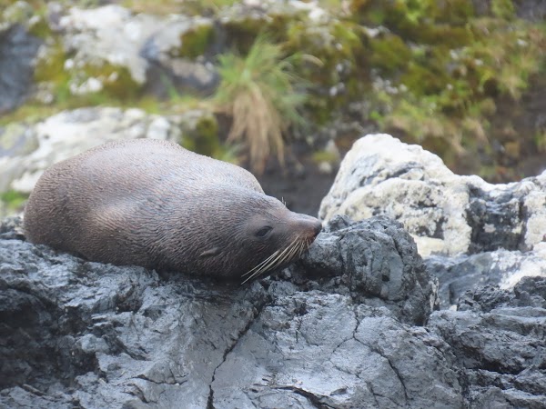 Auckland Island / Motu Maha 5