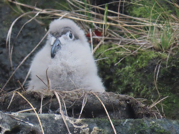 Auckland Island / Motu Maha 3