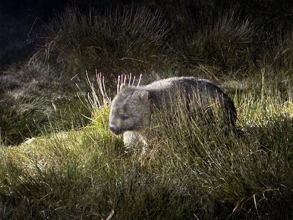 Cradle Mountain 2