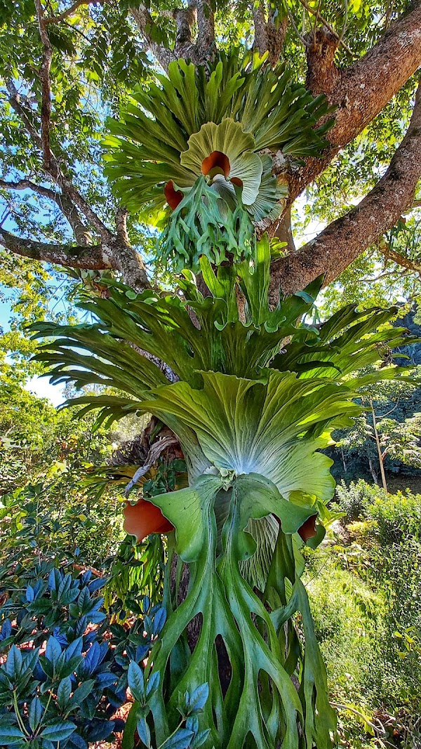 Maleny Botanic Gardens & Bird World 2