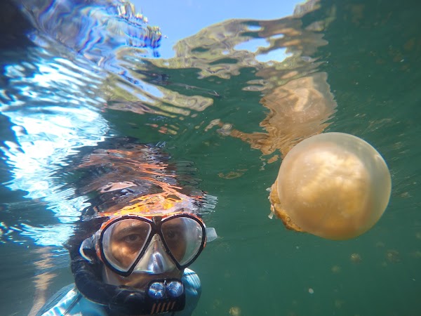 Lenmakana Stingless Jellyfish Lake 2