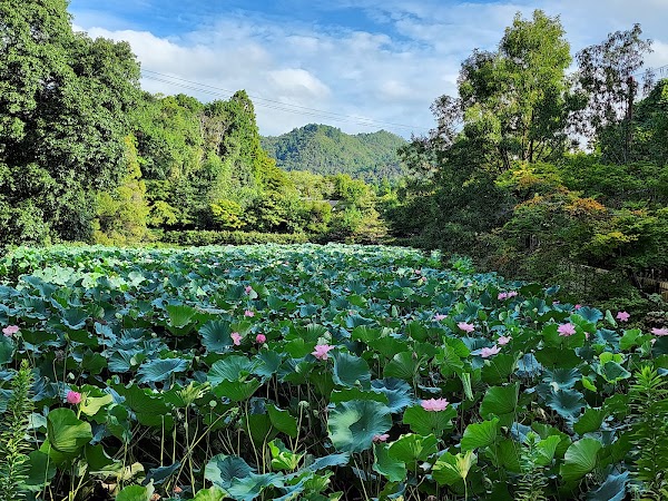 Ogura Pond