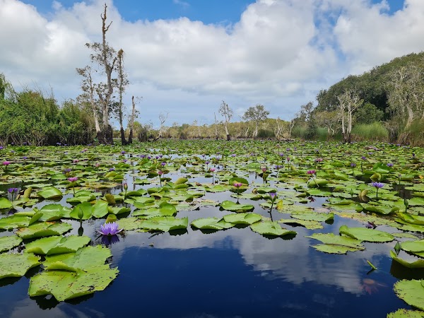 Rayong Botanical Garden (Aquatic Plants and Living Collection) 5