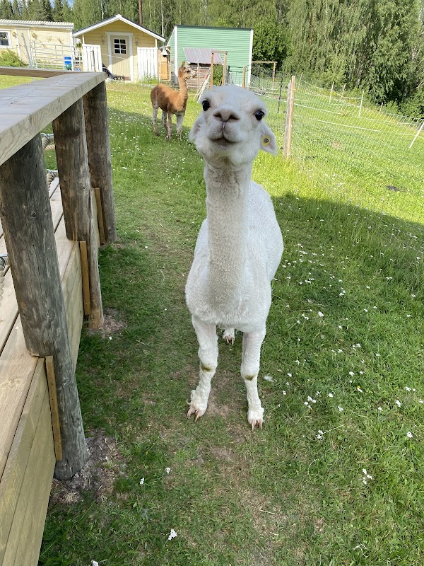 Swedish Lapland Alpaca