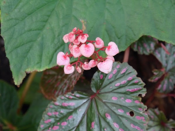 Begonia collection