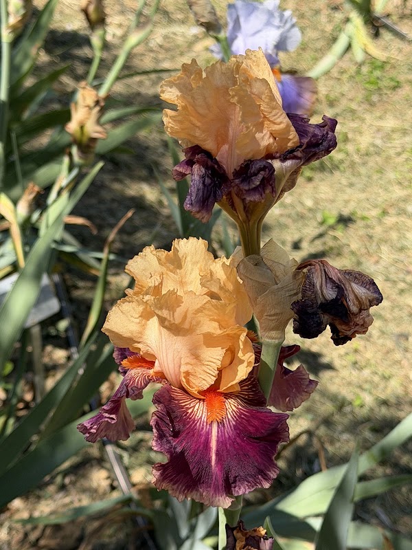 Iris Garden of Italy